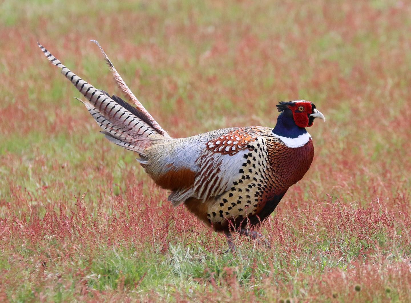 Ring-necked Pheasant