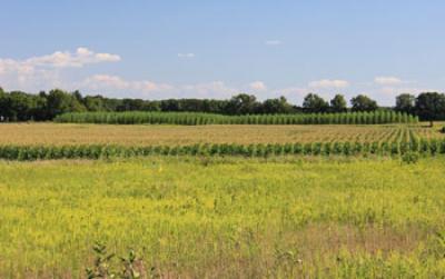 NSF KBS LTER Site Experimental Plots: Corn and Hybrid Poplar
