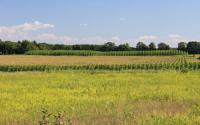 NSF KBS LTER Site Experimental Plots: Corn and Hybrid Poplar