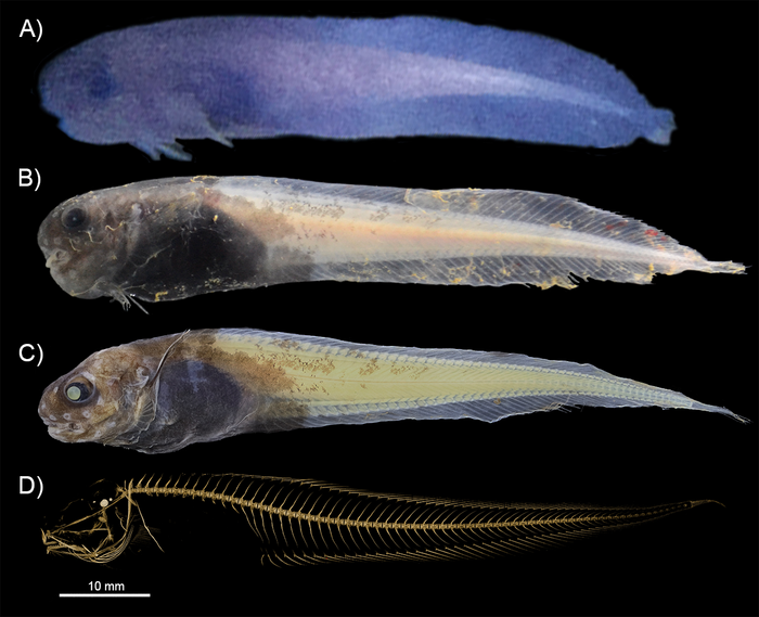 Hadal Zone Organisms