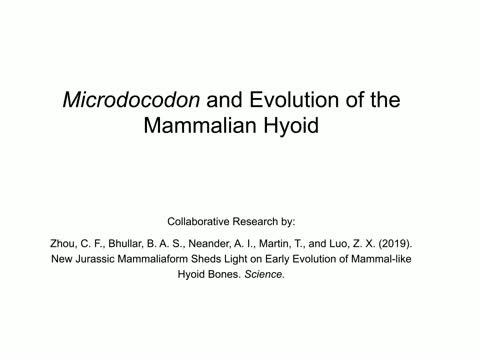 New Fossil of Microdocodon and Evolution of Mammalian Hyoids