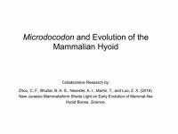 Jurassic fossil shows how early mammals could | EurekAlert!