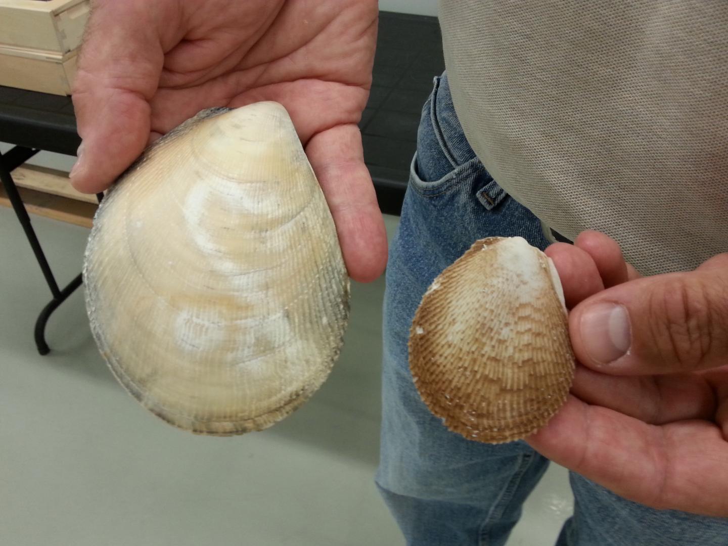 Giant File Clam Comparison