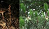 (A) Gastrodia Elata; (B) Pinus Massoniana