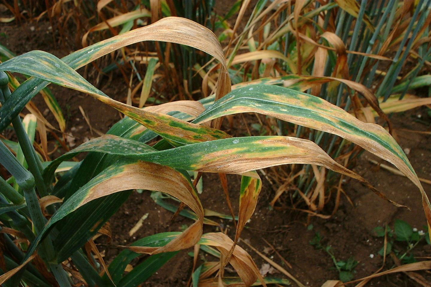 <i>Septoria</i> in Wheat