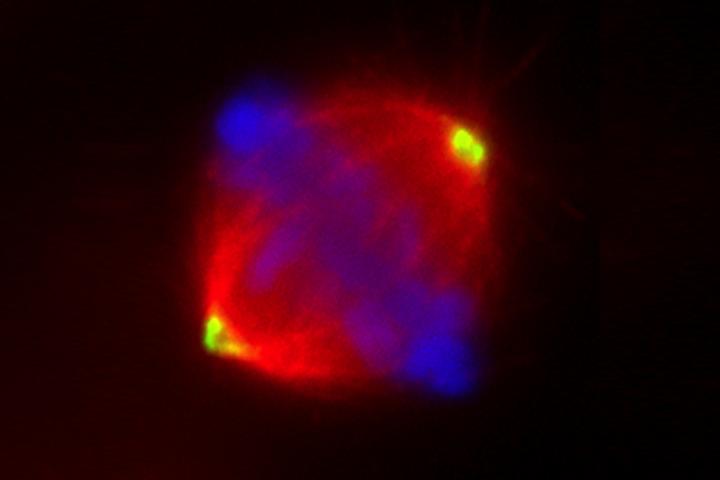 Microscopic Image of DNA (Blue) in a Spindle