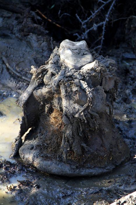A photo of a mammoth foot in a permafrost environment