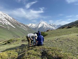 Team from Cambridge University wild-collecting plants in Kyrgyzstan