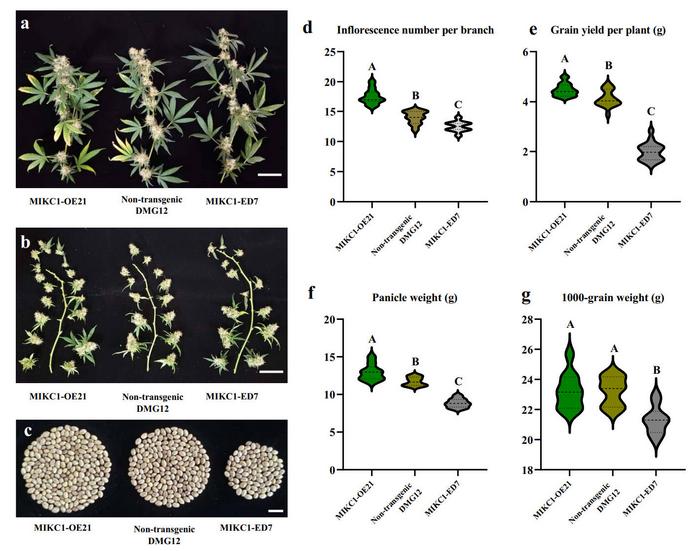 Performance of CsMIKC1-overexpressing transgenic plants and CsMIKC1 mutants in the greenhouse.