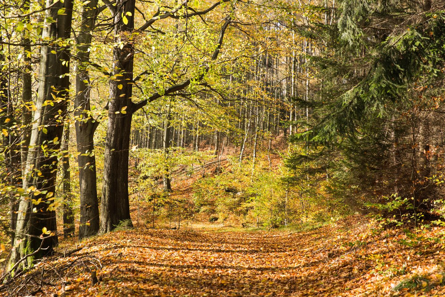 Biodiverse forest with Norway spruce, beech and birch trees