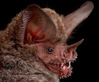 Provisional New Bat Species