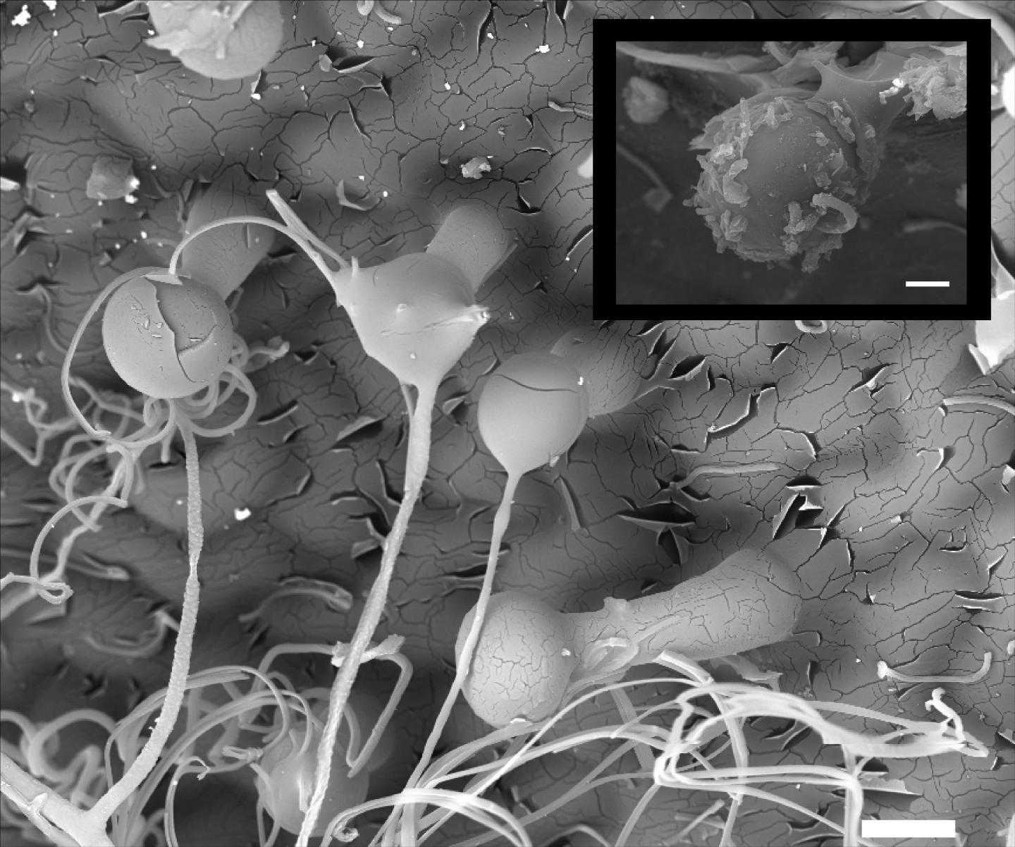 Dionysia tapetodes glandular trichomes 2