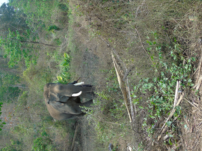 A solitary male elephant in the forest