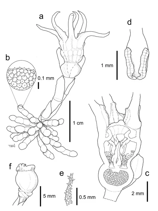 Suetsugu Relictithismia Drawing