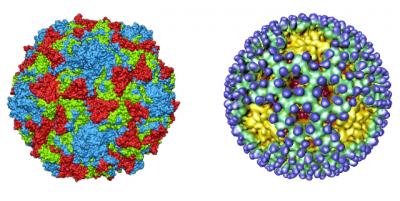 How Harmless Bacteria Gives Some Viruses a Bo | EurekAlert!