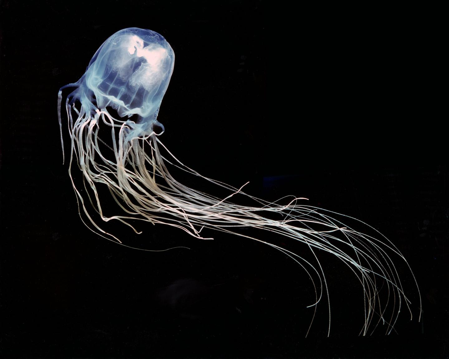 Jellyfish