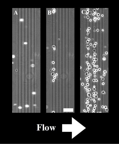 Kinder, Gentler Cell Capture Method Could Aid Medical Research