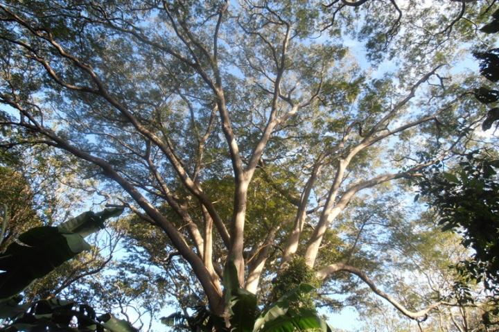 Coffee for the Birds (2 of 3)