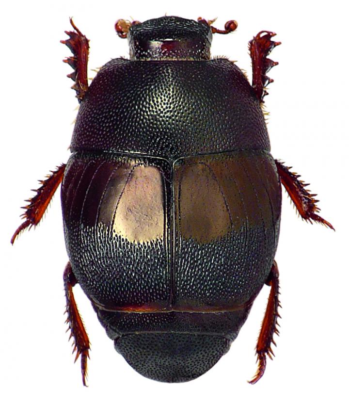 Another Saprinine Beetle Species Showing Extraordinary Morphological Plasticity