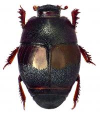 Another Saprinine Beetle Species Showing Extraordinary Morphological Plasticity