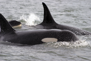 Southern Resident killer whales