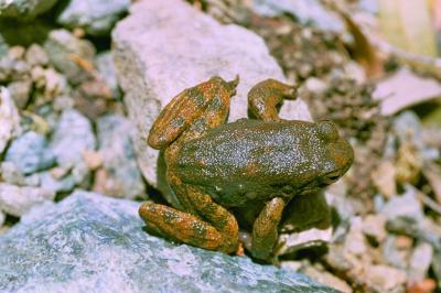 Yellow-Legged Frog