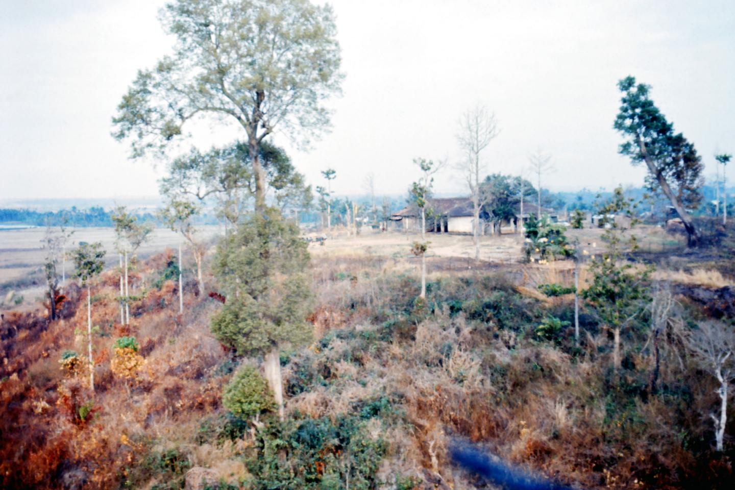 Defoliated Vegetation After Agent Orange Application