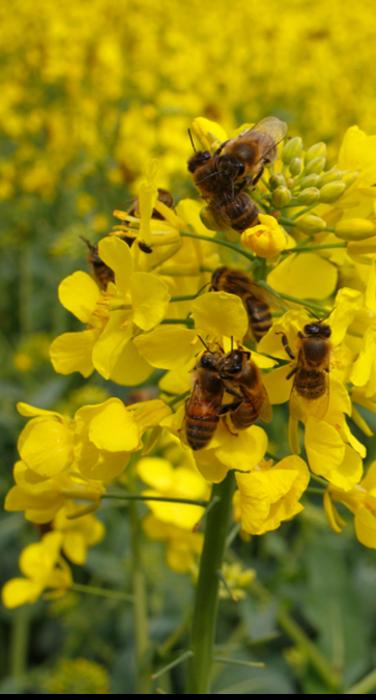 Honeybees on oil seed rape