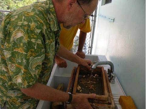 Author David Steadman Screen Washing Fossil-Filled Sediment. Marsh Harbor, Abaco, the Bahamas.