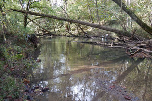 Stream sediment at Oak Ridge