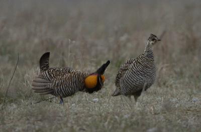 Greater Prairie Chickens