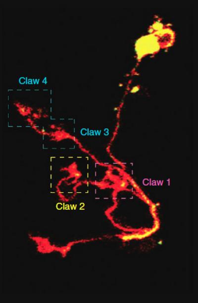 Neuron's 'Claws' Enable Flies to Learn Smells