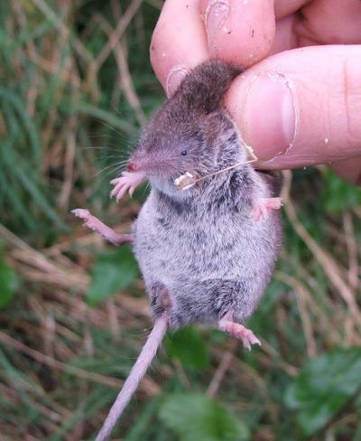 White Toothed Shrew