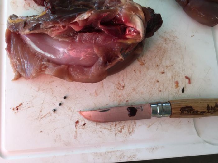 Dissected pheasant with lead shot removed