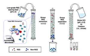 REE separation and extraction method