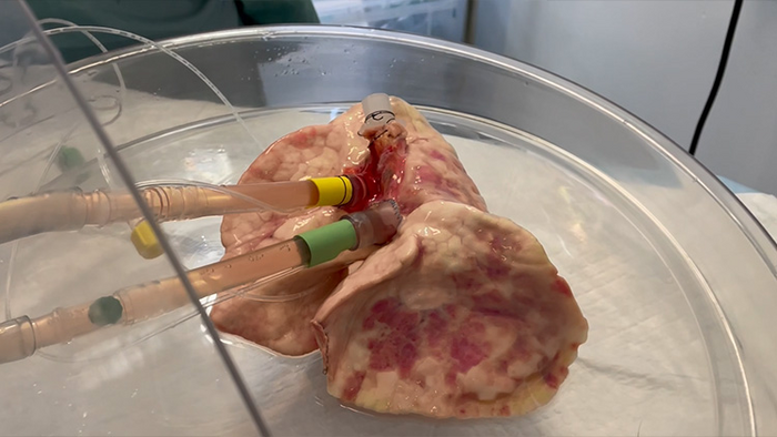 Perfused lung