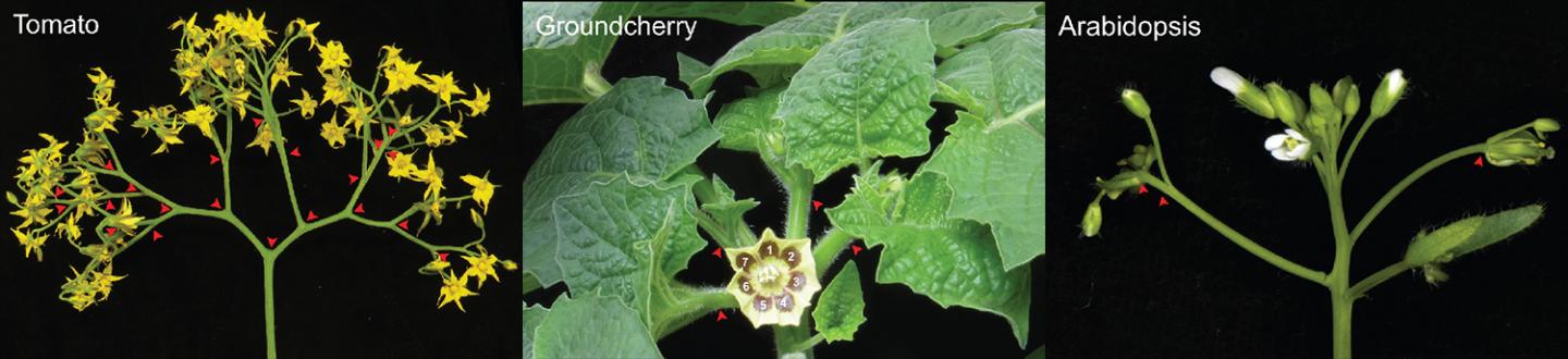 Various plants with WOX9 edited