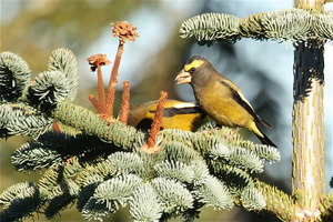 Male evening grosbeak