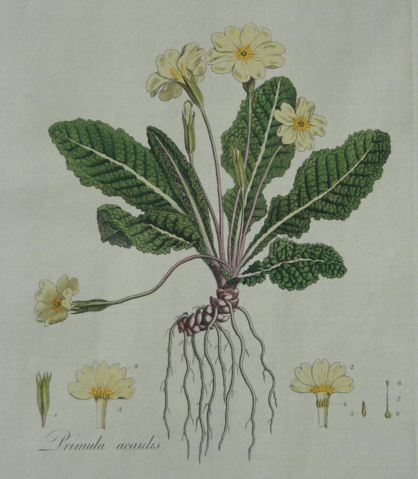 <em>Primula vulgaris</em> from Curtis' Floral Londinensis (1777-1798)