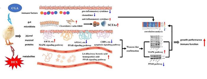 Roles of Chlorogenic acid in Regulating Growth Performance and Immune Function of Broilers