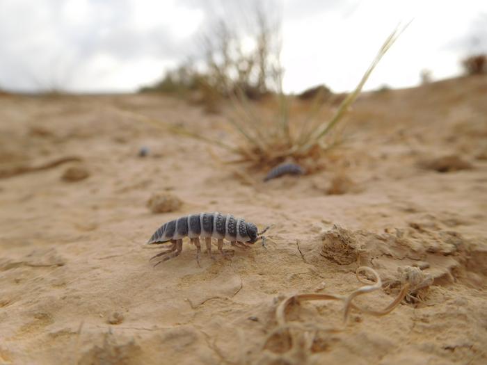 Isopods eat soil crust