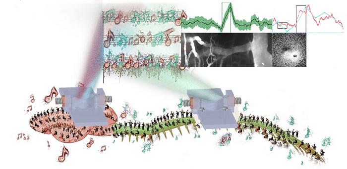 Brain-spinal cord duet's neurodynamic symphony is now accessible to scientists via novel multi-organ implants.