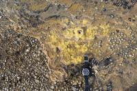 Stromatolites Found in Remote Tasmania Valley