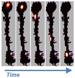 Rats String Together Memories