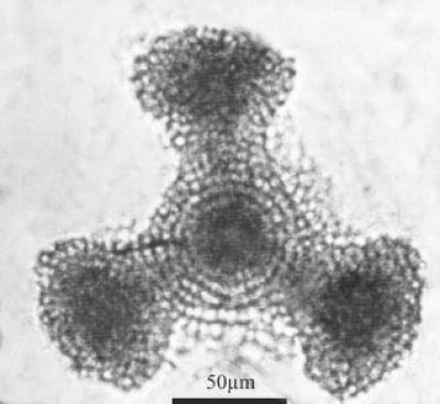 Following the Current