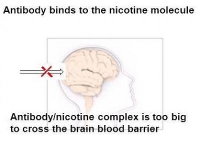 Anti-Nicotine Vaccine for Smokers