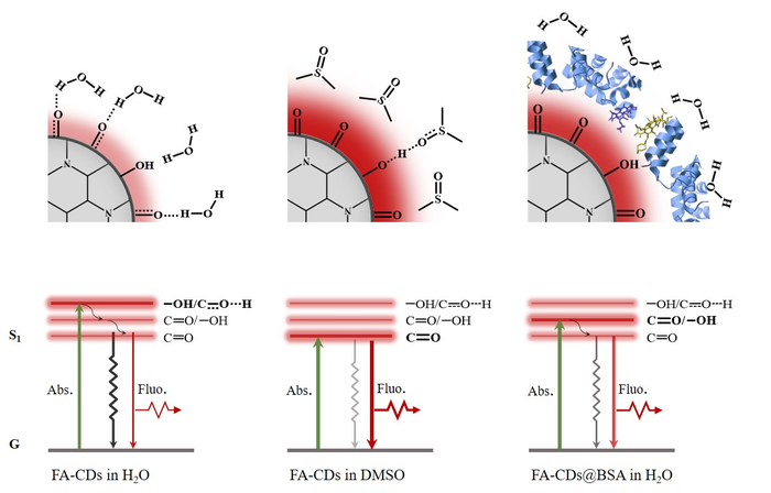 Figure 2 | Schematic diagram of possible surface environments and energy level alignments of FA-CDs in water, DMSO and after combining with BSA in water.