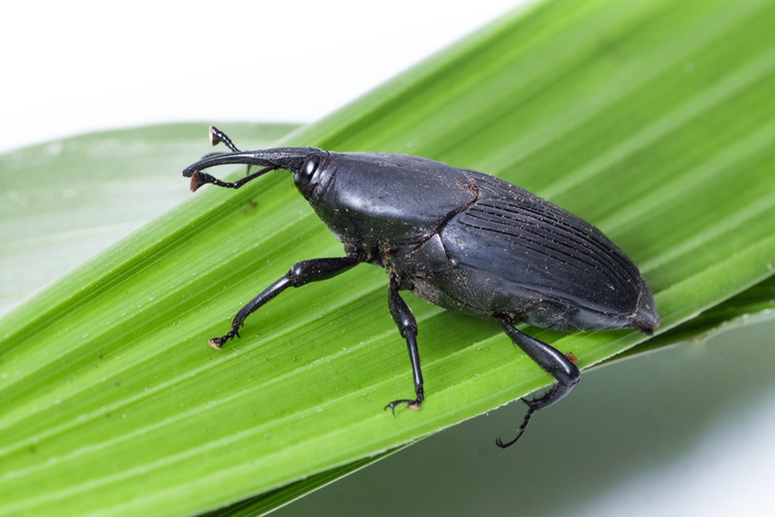 Pheromones lure deadly palm weevils to their