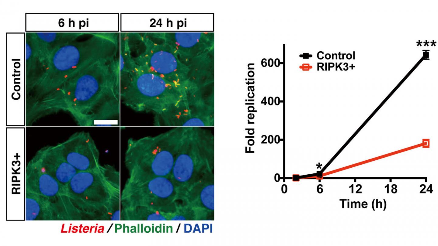 Cell-Killing Proteins Suppress <i>Listeria</i> Without Killing Cells