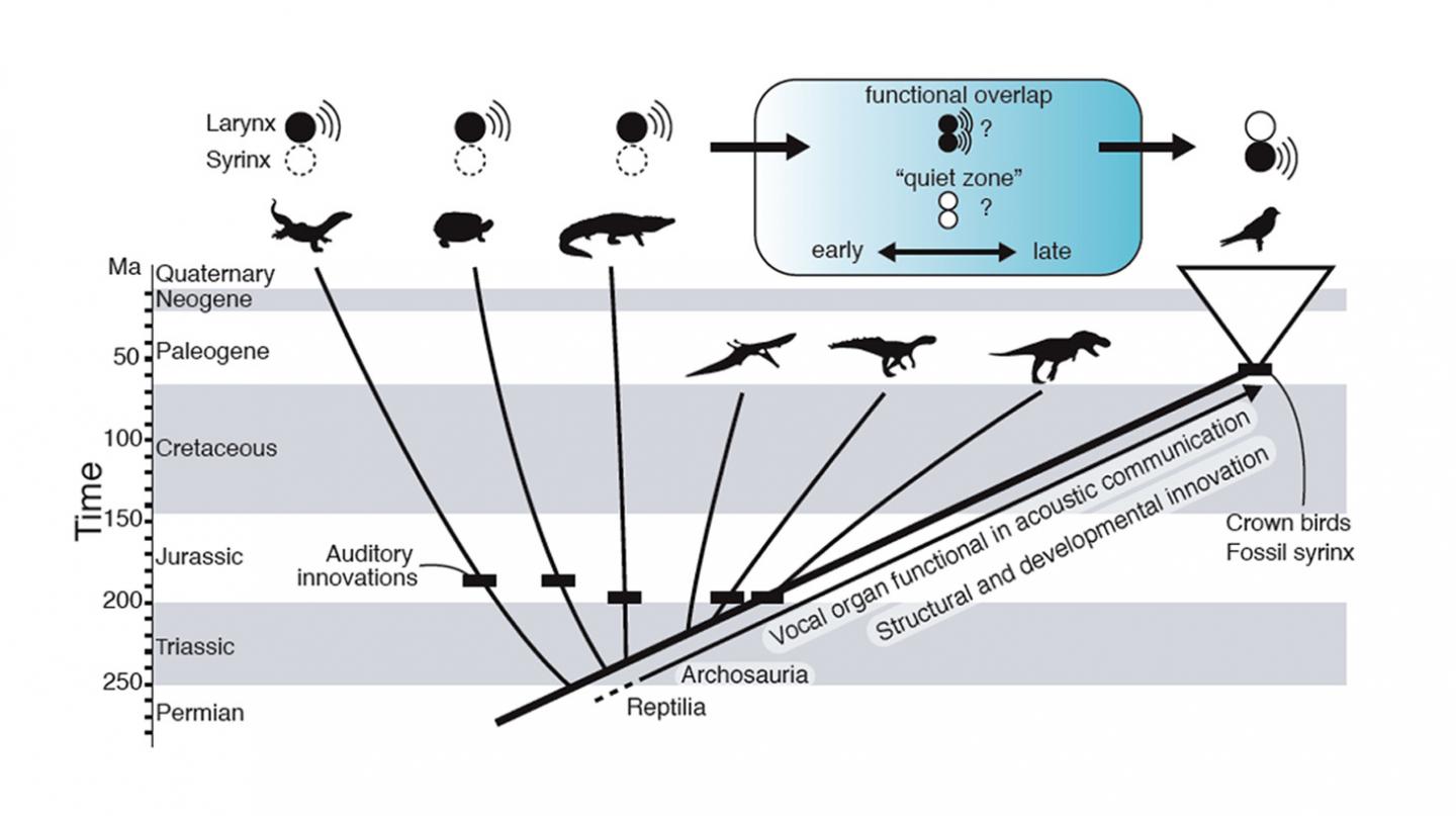 Potential Syrinx Timeline